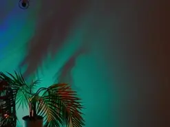 Amateur Free Porn Cam of anabelcurvy