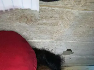 Bongacams Adult Webcam of Asiankitties