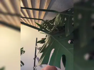 Bongacams Adult Webcam of ParisSaintGermain