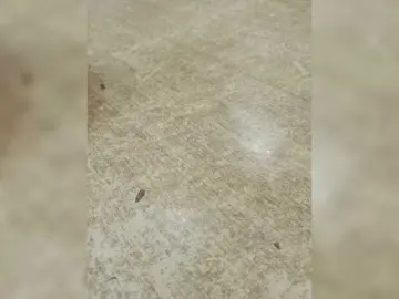Bongacams Live Sex of Marinade