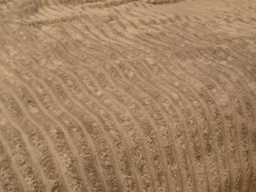 Bongacams Best Webcam of Starfeet