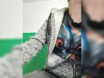 Bongacams Live Porn of pevicha