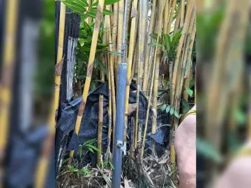 Bongacams Adult Video Chat of KinaMoonLove