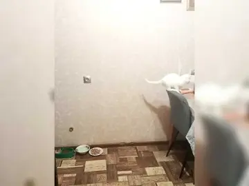 Bongacams Best Webcam of EVA2311