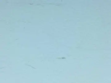 Bongacams Watch Live Sex Cams of amberfox