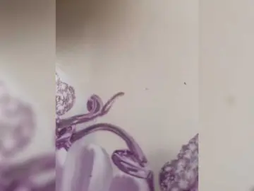 Bongacams Free Porn Cam of Nadezdaa