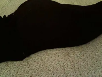 Bongacams Free Porn Cam of liZAAAZ