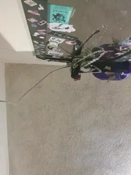 Cam4 Free Live Porn of AlkiCor