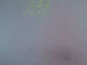 Cam4 Free Live Porn of alice495