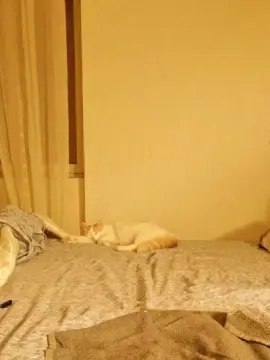 Cam4 Adult Webcam of Bella96