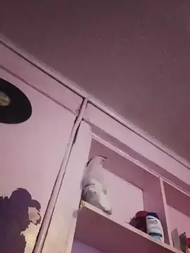 Cam4 Adult Video Chat of Astrix001