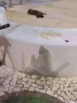 Cam4 Best Webcam of pregnanhot