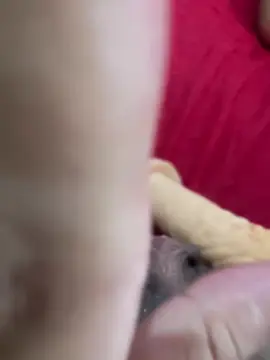 Cam4 Sex Cam of ninfeta38