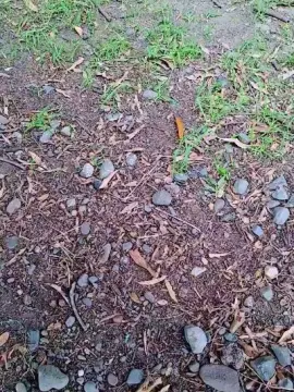 Cam4 Adult Webcams of Tania__honey