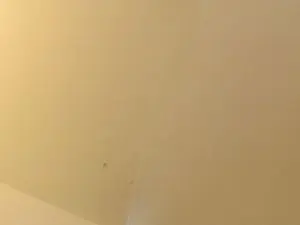 Cam4 Live Sex of Luluangel2005