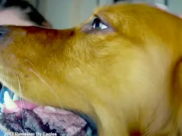 Chaturbate Adult Webcams of x_lily_x