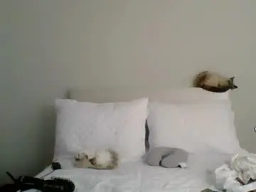 Chaturbate Free Porn Cam of amanda_callum_