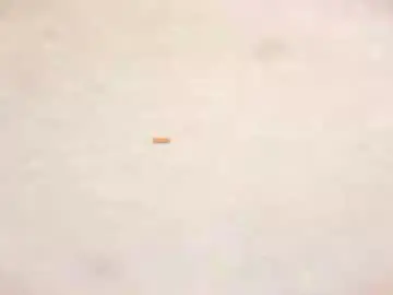 Chaturbate Private Sex Chat of taanni_bc