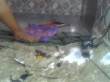 Dscgirls Nude Webcam of Kangana